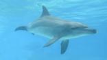 Indo-Pacific bottlenose dolphin in waters off South Africa 