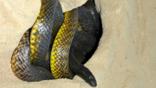 Inland taipan in sandy burrow