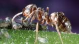 Negro ant tending aphids
