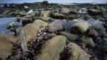 Mussels in the intertidal zone of the Atlantic coast