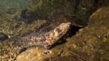 A Japanese giant salamander climbing an underwater rock