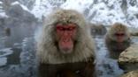 Female Japanese macaques sit in a hot spring to keep warm