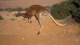 Kangaroo hopping over dry grassland