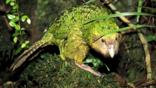 A kakapo in the forest