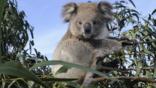 A young koala sitting in a tree
