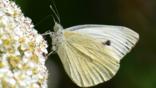 Cabbage white butterfly in flight