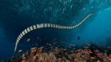 A banded sea krait swimming over a coral reef