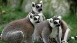 Ring-tailed lemur group sitting on the ground
