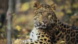 Close-up of a sitting Amur leopard