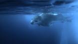 Leopard seal swimming near an iceberg