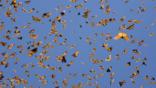 A mass of monarch butterflies flying