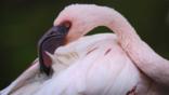 A lesser flamingo preens its feathers with its large hooked beak