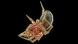 Upside down money spider