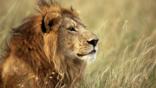 Portrait of a male lion sitting in the grass