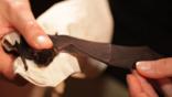 Little bent-winged bat having wing opened