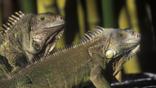A pair of iguanas