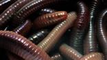 Earthworms