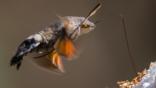 Hummingbird hawkmoth feeding on flower nectar