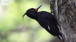 Female Magellanic woodpecker on a tree