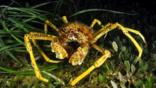 Spider crab