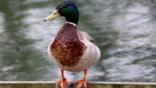 A mallard duck in flight