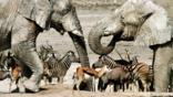 A mixed herd of elephants, zebras and gazelles