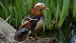 Mandarin duck standing on a waterside log