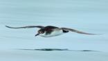 Profile of a Manx shearwater