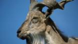 Close-up of a markhor wild goat showing horns