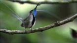 Marvellous Spatuletail perched on a branch