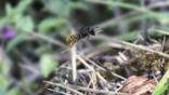Mason Bee carrying grass to cover nest in snail shell
