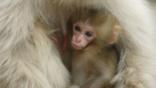 Japanese macaque cuddling her two-week-old baby