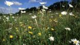 Wildflowers amongst grass in a meadow