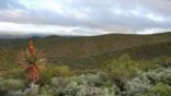 Mountain vegetation in South Africa