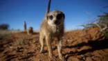 Curious meerkat looking towards camera