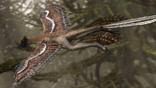Microraptor in flight