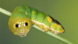 Eyespots of the silkmoth caterpillar facing camera