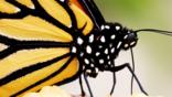 A monarch butterfly sucking at a fruit