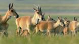 Herd of Mongolian gazelle