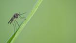 Mosquito on a blade of grass