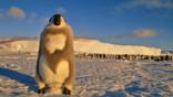 Emperor penguin juvenile in moulting stage