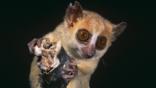 Portrait of a russet mouse lemur holding on to a branch