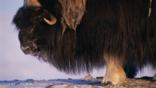 Musk ox portrait showing head and fur