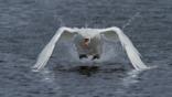 Mute swan standing in shallow water, stretching its wings