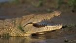 Nile crocodile with jaws open