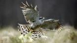 A female northern goshawk flying