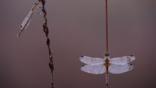 A dragonfly and a damselfly resting on reed stems