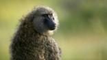 Olive baboon looking around
