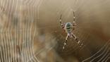 Wasp spider in its web with dewdrops