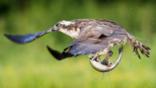 Osprey in flight
